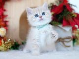 Güneş Sarısı Ay Golden British Shorthair