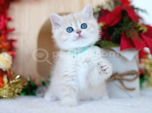 Güneş Sarısı AY Golden British Shorthair