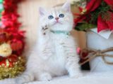 Güneş Sarısı Ay Golden British Shorthair