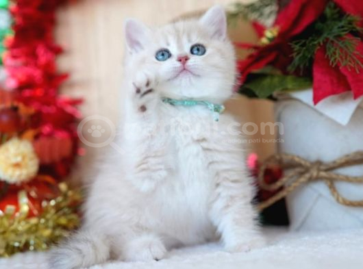 Güneş Sarısı Ay Golden British Shorthair görsel