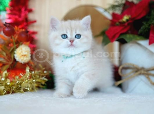 Güneş Sarısı Ay Golden British Shorthair görsel