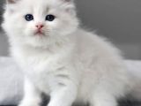 Nadir Kar Beyaz Ragdoll