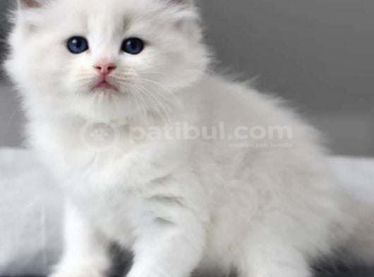 Nadir Kar Beyaz Ragdoll görsel