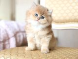 Dünya Güzeli Golden British Shorthair