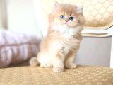 Dünya Güzeli Golden British Shorthair