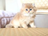 Dünya Güzeli Golden British Shorthair
