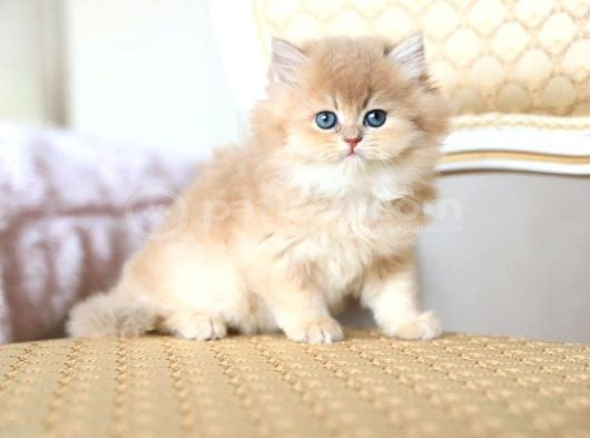 Dünya Güzeli Golden British Shorthair görsel