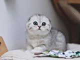 Bebek Surat Silver Scottish Fold Ns24