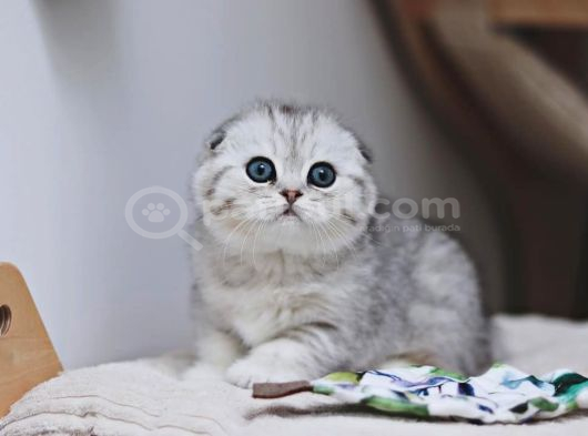 Bebek Surat Silver Scottish Fold Ns24 görsel