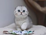 Bebek Surat Silver Scottish Fold Ns24