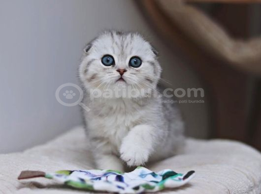 Bebek Surat Silver Scottish Fold Ns24 görsel