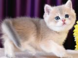 Son Kalan Özel Ay Golden British Shorthair Yavrumuz