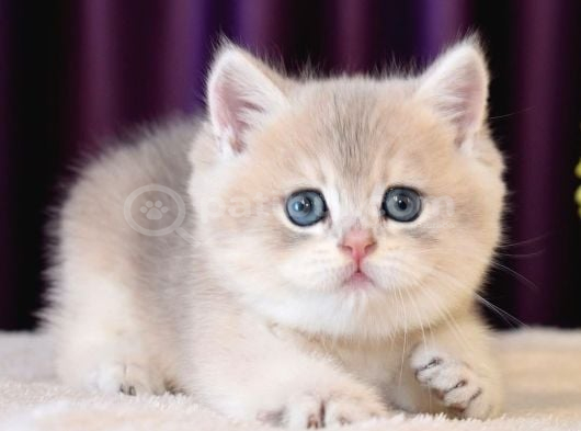 Son Kalan Özel Ay Golden British Shorthair Yavrumuz görsel