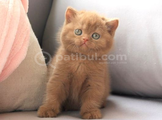 Dubai Çikolatası Tadında Chocolate British Shorthair görsel