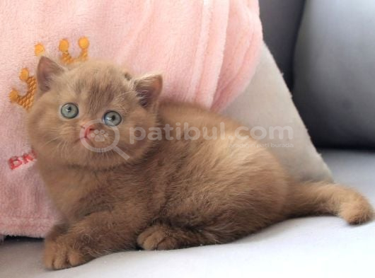 Dubai Çikolatası Tadında Chocolate British Shorthair görsel