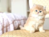 Dünya Güzeli Golden British Shorthair