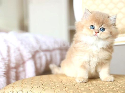 Dünya Güzeli Golden British Shorthair görsel