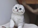 Bebek Surat Silver Scottish Fold Ns24