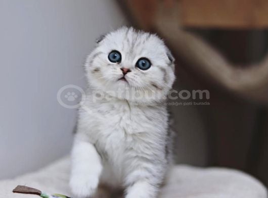 Bebek Surat Silver Scottish Fold Ns24
