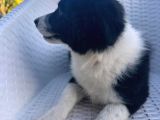 Zeka Küpü Çok Özel Border Collie Yavruları
