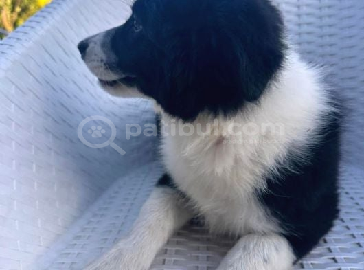 Zeka Küpü Çok Özel Border Collie Yavruları görsel