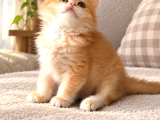 Orijinal British Longhair Erkek