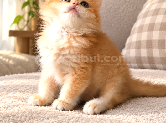 Orijinal British Longhair Erkek görsel