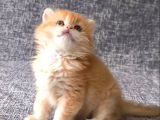 Orijinal British Longhair Erkek