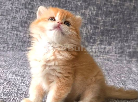 Orijinal British Longhair Erkek