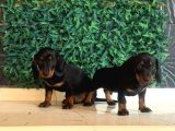 Black Tan Dachshund Yavrular