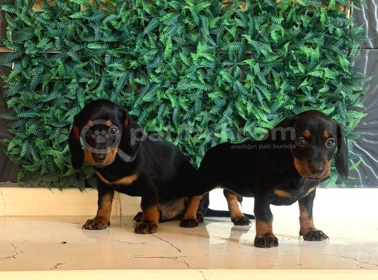 Black Tan Dachshund Yavrular