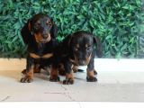 Black Tan Dachshund Yavrular