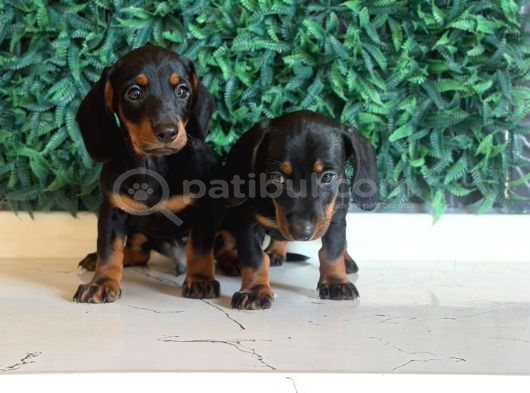 Black Tan Dachshund Yavrular görsel