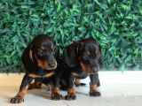 Black Tan Dachshund Yavrular