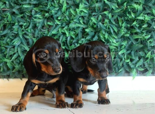 Black Tan Dachshund Yavrular görsel