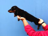 Black Tan Dachshund Yavrular