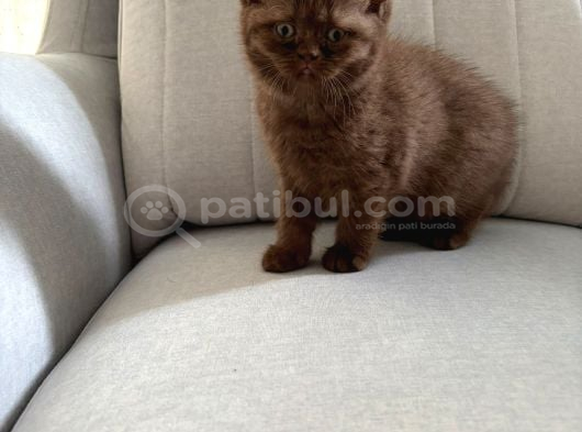 Chocolate British Shorthair Yavru görsel