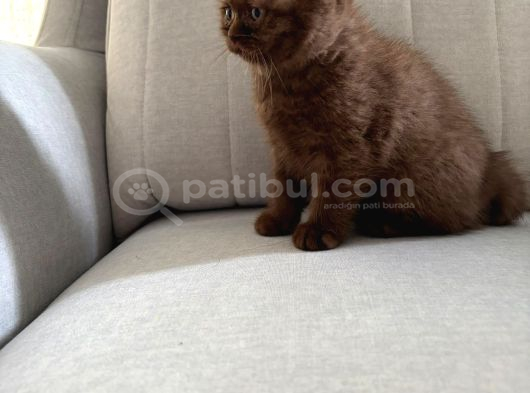 Chocolate British Shorthair Yavru görsel