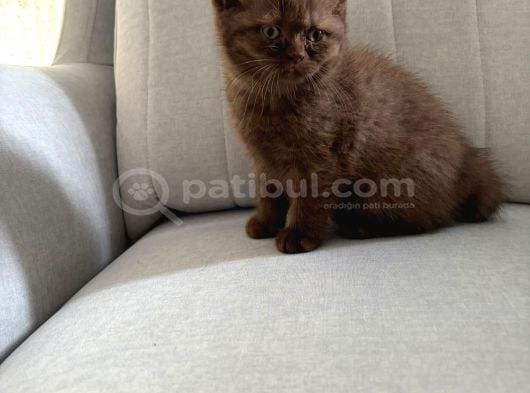 Chocolate British Shorthair Yavru görsel