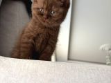 Chocolate British Shorthair Yavru