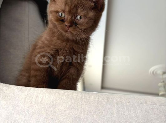Chocolate British Shorthair Yavru görsel