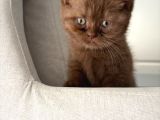 Chocolate British Shorthair Yavru