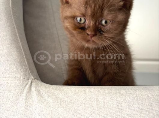 Chocolate British Shorthair Yavru