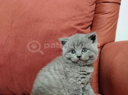 Kül Rengi British Shortair Yavrularımız