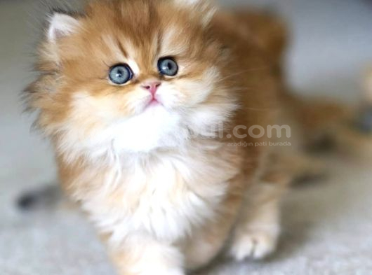 Tontiş Kedimiz Golden Ny12 British Longhair görsel