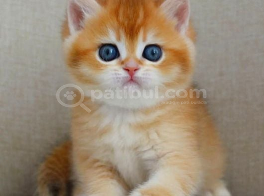 Şaheser Gibi Golden Ny12 British Shorthair