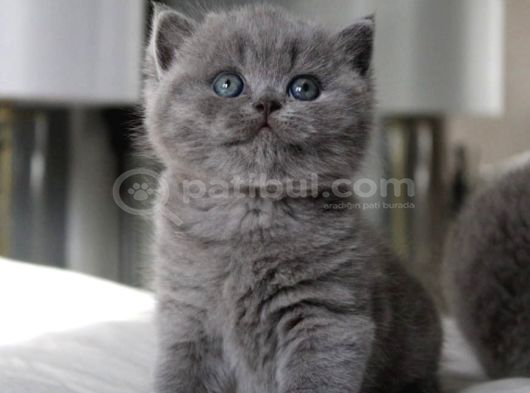 Tombul Kedimiz Gri British Shorthair görsel
