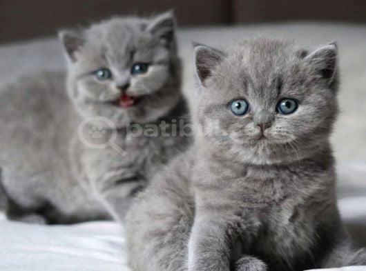 Tombul Kedimiz Gri British Shorthair görsel