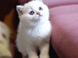 Kar Topu Mavi Göz Ns1133 British Shorthair