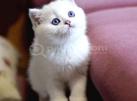 Kar Topu Mavi Göz Ns1133 British Shorthair görsel